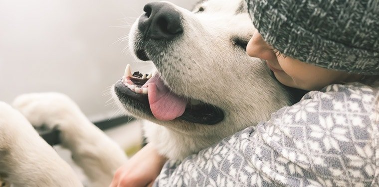 Dog Home Boarding / Day Care